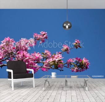 Picture of Crab apple branch with multiple pink and fuchsia blossoms and buds against a deep blue cloudless sky Photographed in natural light with shallow depth of field Image has copy space